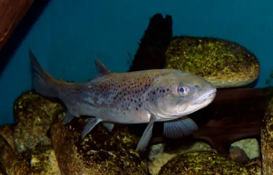 Trucha (Salmo/Oncorhynchus spp.), vista de perfil