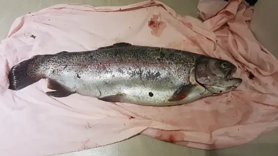 Trucha arcoíris (Oncorhynchus mykiss), vista de perfil