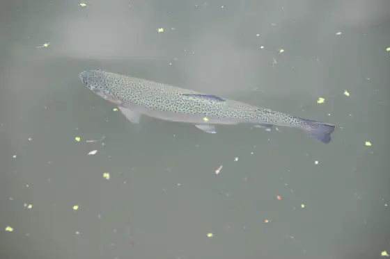 Trucha arcoíris (Oncorhynchus mykiss), vista dorsal