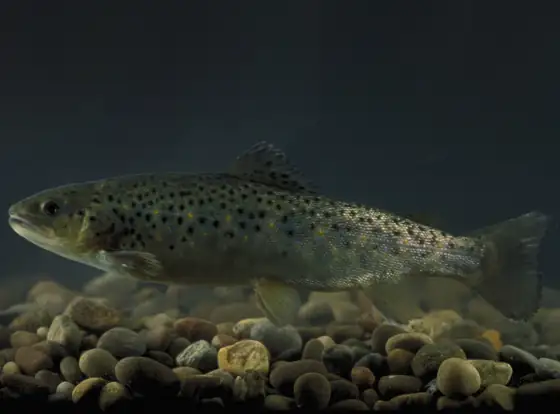 Trucha común (Salmo trutta), vista de perfil